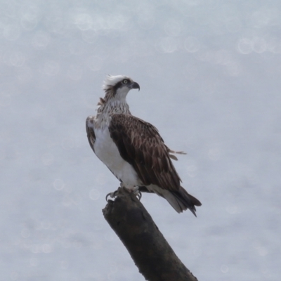 Pandion haliaetus (Osprey) at Wellington Point, QLD - 4 Nov 2023 by TimL