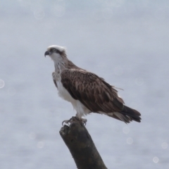 Pandion haliaetus at Wellington Point, QLD - suppressed