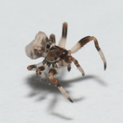 Unidentified Spider (Araneae) at Wellington Point, QLD - 3 Nov 2023 by TimL