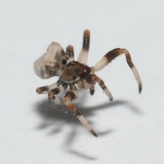 Celaenia excavata (Bird-dropping spider) at Wellington Point, QLD - 3 Nov 2023 by TimL