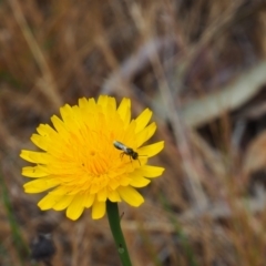 Unverified Bee (Hymenoptera, Apiformes) at Griffith, ACT - 5 Nov 2023 by JodieR