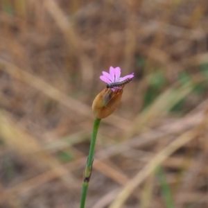 Helicoverpa (genus) at Griffith Woodland (GRW) - 5 Nov 2023