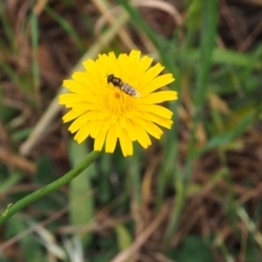 Melangyna viridiceps (Hover fly) at Griffith, ACT - 5 Nov 2023 by JodieR