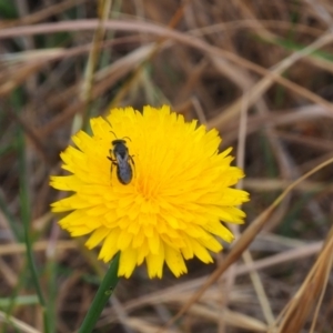 Lasioglossum (Chilalictus) lanarium at Griffith Woodland (GRW) - 5 Nov 2023