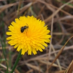 Lasioglossum (Chilalictus) lanarium at Griffith Woodland (GRW) - 5 Nov 2023