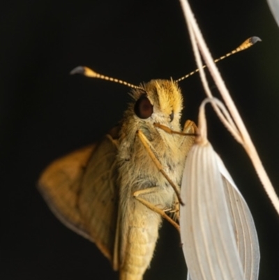 Ocybadistes walkeri (Green Grass-dart) at Murrumbateman, NSW - 6 Nov 2023 by amiessmacro