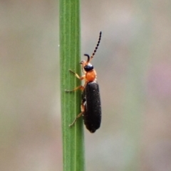 Adoxia benallae (Leaf beetle) at Aranda Bushland - 27 Oct 2023 by CathB