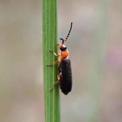 Heteromastix sp. (genus) (Soldier beetle) at Aranda Bushland - 27 Oct 2023 by CathB