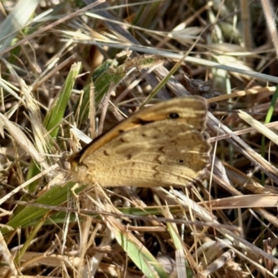 Heteronympha merope (Common Brown Butterfly) at Aranda Bushland - 6 Nov 2023 by KMcCue