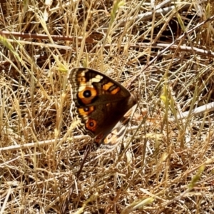 Junonia villida at Belconnen, ACT - 7 Nov 2023 08:29 AM