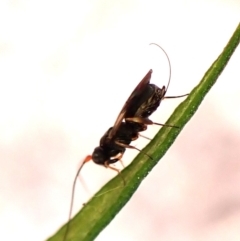 Megalyra sp. (genus) (Long-tailed wasp) at Belconnen, ACT - 27 Oct 2023 by CathB