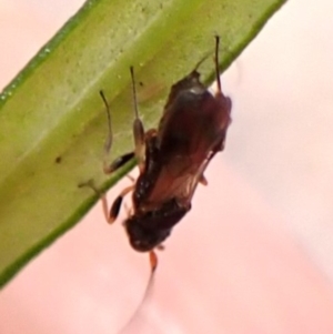 Megalyra sp. (genus) at Aranda Bushland - 27 Oct 2023