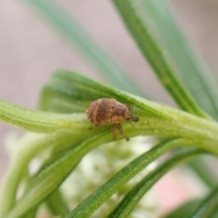 Unidentified Weevil (Curculionoidea) at Belconnen, ACT - 27 Oct 2023 by CathB