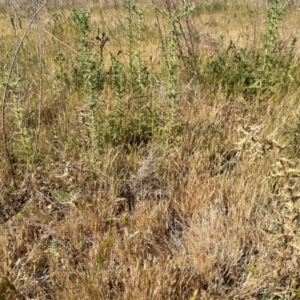 Carthamus lanatus at Aranda Bushland - 7 Nov 2023