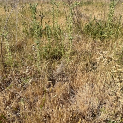 Carthamus lanatus (Saffron Thistle) at Belconnen, ACT - 6 Nov 2023 by KMcCue