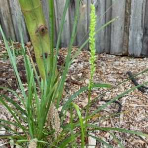 Microtis sp. at Aranda, ACT - suppressed