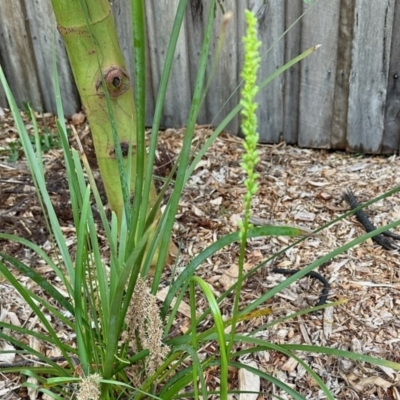 Microtis sp. (Onion Orchid) at Aranda, ACT - 6 Nov 2023 by KMcCue