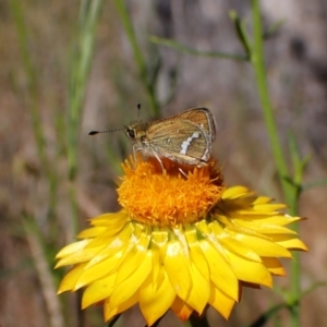 Taractrocera papyria at Cook, ACT - 31 Oct 2023