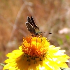 Taractrocera papyria at Cook, ACT - 31 Oct 2023