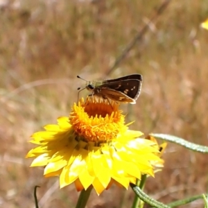 Taractrocera papyria at Cook, ACT - 31 Oct 2023