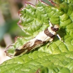 Macrobathra desmotoma at Aranda Bushland - 2 Nov 2023 09:47 AM