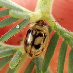 Peltoschema hamadryas (Hamadryas leaf beetle) at Belconnen, ACT - 1 Nov 2023 by CathB