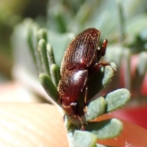 Elateridae sp. (family) at Aranda Bushland - 2 Nov 2023