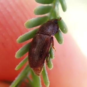 Elateridae sp. (family) at Aranda Bushland - 2 Nov 2023