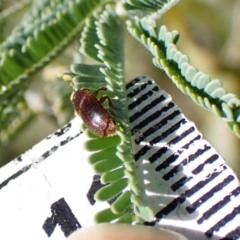 Elateridae sp. (family) at Aranda Bushland - 2 Nov 2023