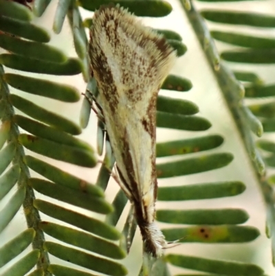 Thema macroscia (A concealer moth) at Aranda Bushland - 1 Nov 2023 by CathB