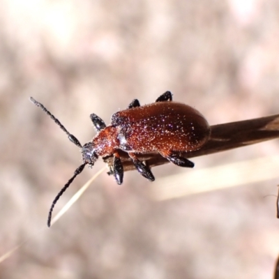 Ecnolagria sp. (genus) (A brown darkling beetle) at Aranda Bushland - 2 Nov 2023 by CathB