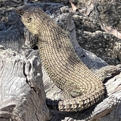 Egernia cunninghami (Cunningham's Skink) at Hackett, ACT - 6 Nov 2023 by Louisab