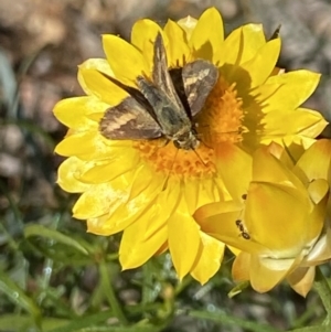 Taractrocera papyria at Nanima, NSW - 7 Nov 2023