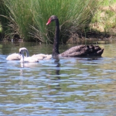 Cygnus atratus (Black Swan) at Isabella Pond - 6 Nov 2023 by MatthewFrawley
