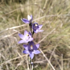 Thelymitra megcalyptra (Swollen Sun Orchid) at Cuumbeun Nature Reserve - 29 Oct 2023 by Zoed