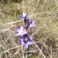 Thelymitra megcalyptra (Swollen Sun Orchid) at Cuumbeun Nature Reserve - 29 Oct 2023 by Zoed