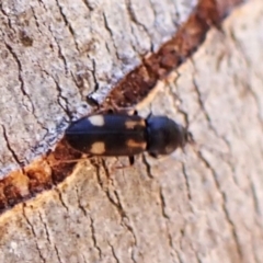 Austrocardiophorus assimilis (Click beetle) at Aranda Bushland - 1 Nov 2023 by CathB
