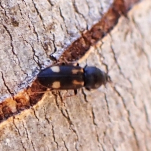 Austrocardiophorus assimilis at Aranda Bushland - 2 Nov 2023