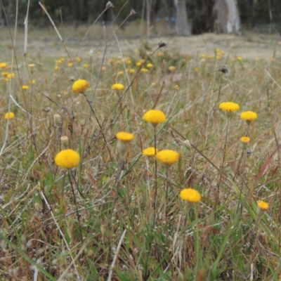 Leptorhynchos squamatus (Scaly Buttons) at Bonner, ACT - 4 Nov 2023 by MichaelBedingfield