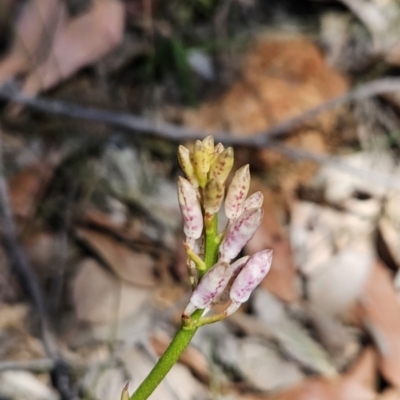 Dipodium sp. (A Hyacinth Orchid) at Murramarang National Park - 6 Nov 2023 by BethanyDunne