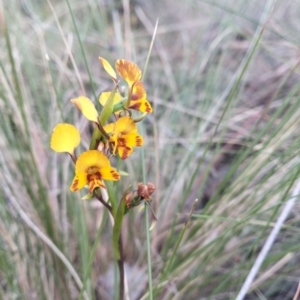 Diuris semilunulata at QPRC LGA - 26 Oct 2023