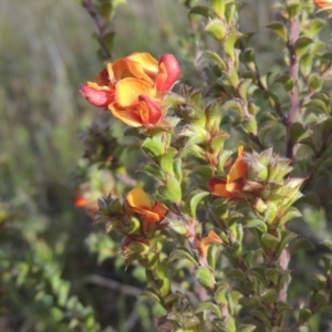 Pultenaea procumbens at Mulligans Flat - 4 Nov 2023 02:40 PM