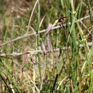 Lyperanthus suaveolens at Point 4081 - 2 Nov 2023