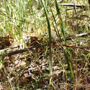 Lyperanthus suaveolens at Point 4081 - 2 Nov 2023