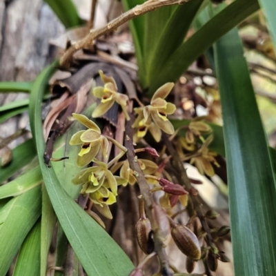 Cymbidium suave (Snake Orchid) at Murramarang National Park - 7 Nov 2023 by BethanyDunne