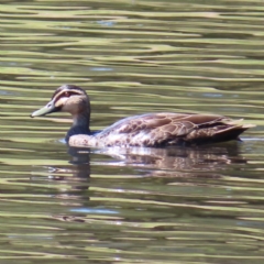Anas superciliosa (Pacific Black Duck) at Tuggeranong Creek to Monash Grassland - 6 Nov 2023 by MatthewFrawley