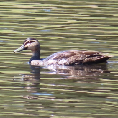 Anas superciliosa (Pacific Black Duck) at Isabella Pond - 6 Nov 2023 by MatthewFrawley