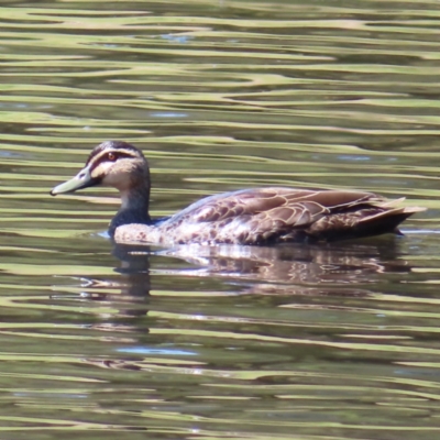 Anas superciliosa (Pacific Black Duck) at Monash, ACT - 6 Nov 2023 by MatthewFrawley