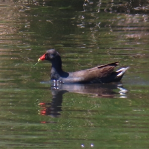 Gallinula tenebrosa at Tuggeranong Creek to Monash Grassland - 6 Nov 2023 02:02 PM