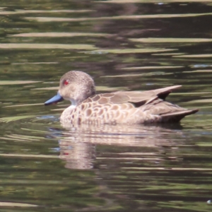 Anas gracilis at Tuggeranong Creek to Monash Grassland - 6 Nov 2023 02:04 PM